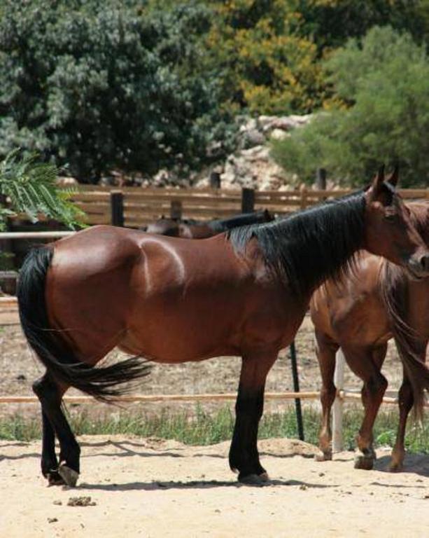 Vered Hagalil Holiday Village Hotel Chorazim Екстериор снимка